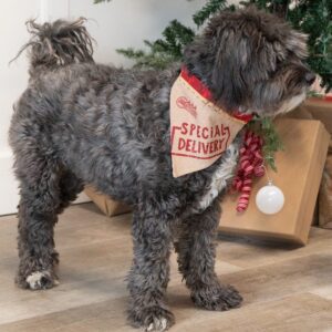 Dog Special Delivery Bandana Dog with a bandana