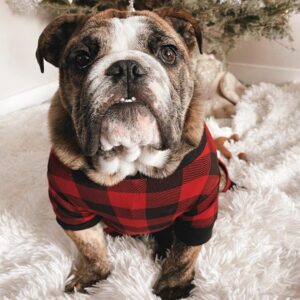 Dog shirt